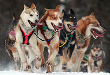 Partenza cerimoniale della corsa di cani da slitta Iditarod nel 2010