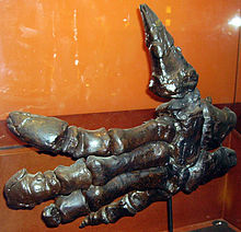 Uma arma formidável: o polegar do Ignuanodon.