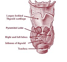Glándula tiroidea  