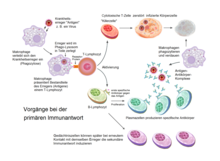 Simplified scheme of the processes involved in the primary immune response