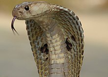 Die indische Kobra, Naja naja, die hier mit ausgebreiteter Kapuze gezeigt wird, wird oft als die archetypische Kobra
