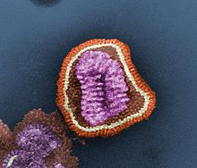 Esta falsa micrografia eletrônica de transmissão colorida retrata os detalhes ultra-estruturais de uma partícula do vírus da gripe, ou "virião". O vírus da influenza é um organismo de RNA de cadeia única.