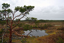 Wetland in Puurijärvi-Isosuo National Park