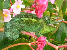 Divoký chameleon Jacksonův z populace, která byla na Havaj dovezena v 70. letech 20. století.