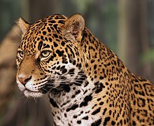 Light-morph Jaguar (tyypillinen)  