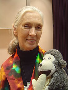Jane Goodall con lo scimpanzé giocattolo all'Università di Hong Kong nel 1996.
