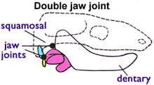 Morganucodontidae og andre overgangsformer havde begge typer kæbeled: dentary-squamosal (forrest) og articular-quadrate (bagest).