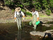 Elektro-visserijonderzoek voor Tilapia in de Endeavour-rivier bij Cooktown, Australië