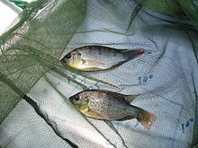 Umodne Mozambique Tilapia, Oreochromis mossambicus, fanget i Endeavour-floden nær Cooktown, Australien. Dec. 2007.