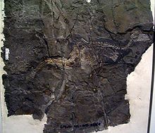 Jinfengopteryx elegans fosilă
