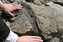 Jogginsin kallioiden läheltä löytyneen fossiilisen juuren jälki, Nova Scotia.  