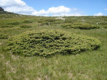 Juniperus communis subsp. alpina, Vitosha, Bulgaria.  
