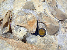 Fossila mytilidbivalver som sitter fast på en snäckor i grunda marina sediment från den jurassiska Matmor-formationen i södra Israel.  