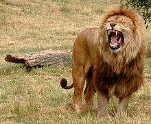 De manen van de mannetjes leeuw hebben verschillende functies