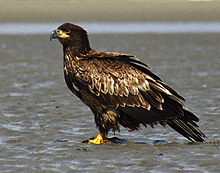 Águila calva joven sobre la arena