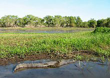 Crocodilo de Água Doce nas Águas Amarelas.