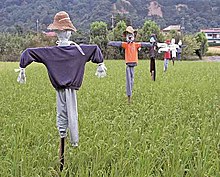 Fågelskrämmor i ett risfält i Japan  