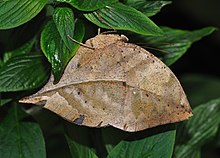 Kallima inachus is een nymfale vlinder die in tropisch Azië voorkomt. Met zijn gesloten vleugels lijkt hij op een droog blad met donkere nerven...