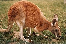 Röd känguru på bete  