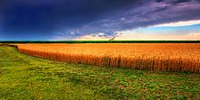 Panorama estivo del grano e della tempesta in Kansas
