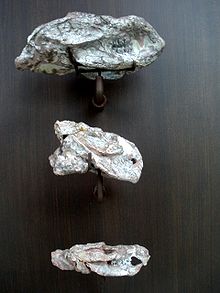 Kayentatherium dantys