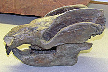 Cráneo de Kayentatherium