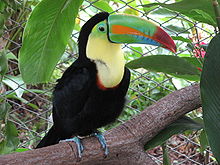 Tukan kýlnatý v ZOO Las Pumas, Kostarika