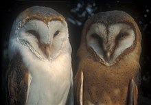 En (han) Tyto alba alba-type (til venstre) og en (hun) T. a. guttata-type kirkeugle i Nederlandene, hvor disse underarter krydses.