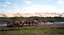 Bactrian camels in the Gobi Gurwan Saichan National Park