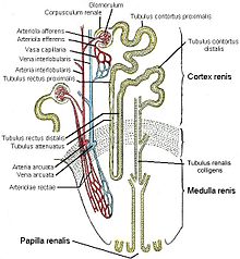 Fine structure of the kidney, schematic