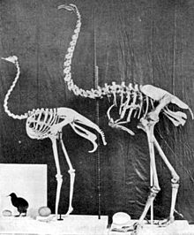 Comparação de um kiwi, avestruz e dinornis, cada um com seu ovo