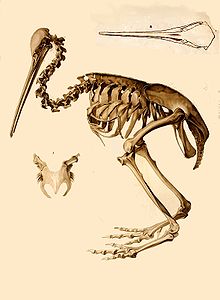 early drawing of a kiwi skeleton