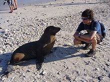 Zeeleeuwen in de Galápagos zijn enigszins tam, en erg nieuwsgierig.