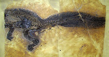 原始哺乳动物Kopidodon的化石，显示出毛皮的轮廓