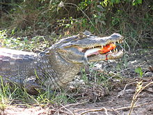 Crocodile caiman (Caiman crocodilus) with a captured piranha.
