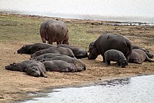 Hippo group with young in Kruger National Park