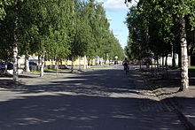 Birch avenue in Umeå