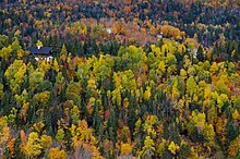 Mixed deciduous and coniferous forest, Quebec