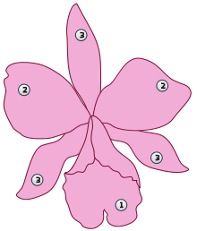 1: labellum, 2. petals, 3: sepals