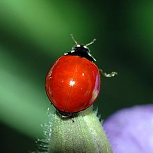 Ladybug without points