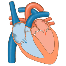 Przepływ krwi przez zastawki serca