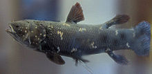 Coelacanthen zijn de enige levende sarcopterygians die in de oceaan leven...  