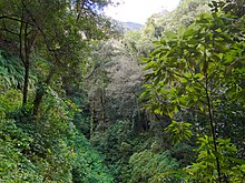 Subtropical laurel forest onLa Palma, Canary Islands