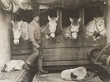 Lawrence Oates che si prende cura dei cavalli durante la spedizione Terra Nova