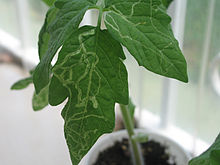 Tomate endommagée par la mineuse des feuilles