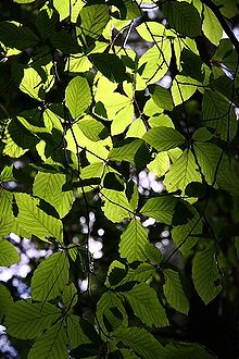 Chlorofil nadaje liściom zielony kolor i pochłania światło, które jest wykorzystywane w procesie fotosyntezy.