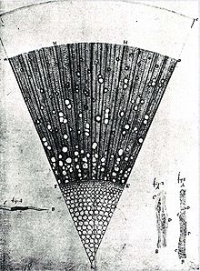 Mikroskopiskt snitt genom ett år gammalt trä av ask (Fraxinus), ritning av Van Leeuwenhoek.