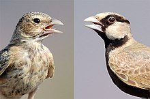 Sexual dimorphism in the grey-crowned lark: left female, right male