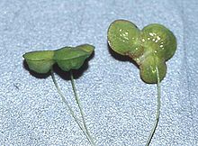 Plantas individuais de lentilha-de-água (Lemna gibba) em uma vista lateral e de baixo mostram como estas plantas são simples.