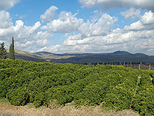 Een citroenboomgaard in Opper-Galilea in Israël.  